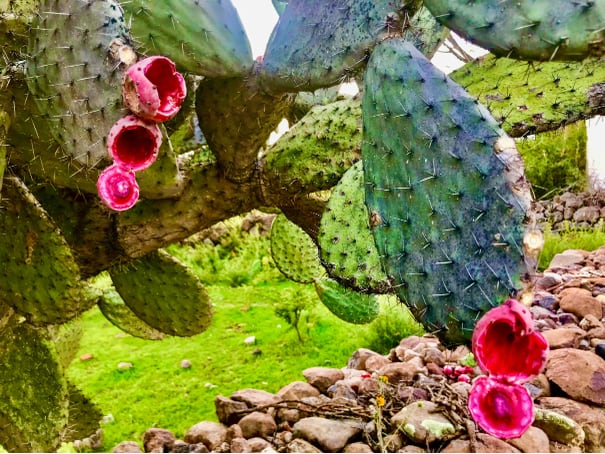 Fleurs de nopal 