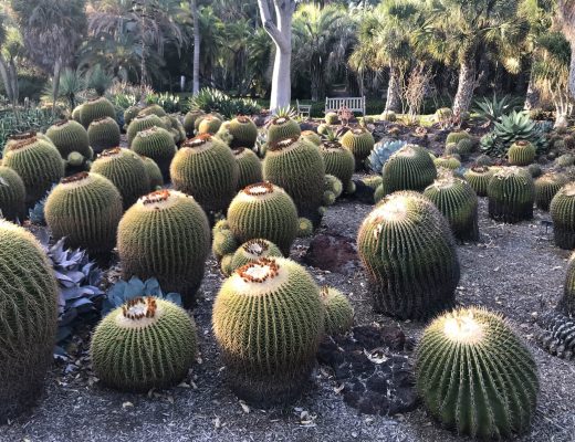 cactus garden of the fondation Huntington